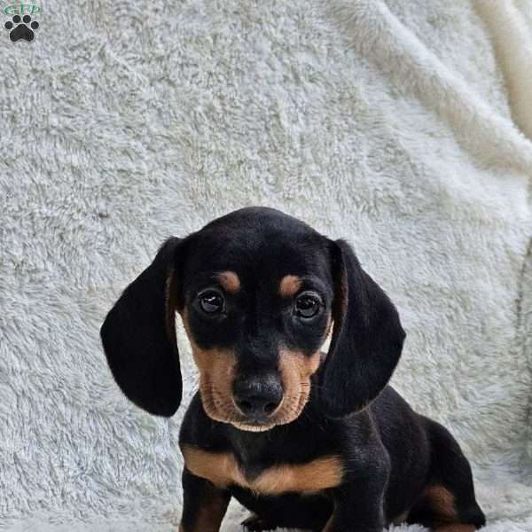 Billy, Dachshund Puppy